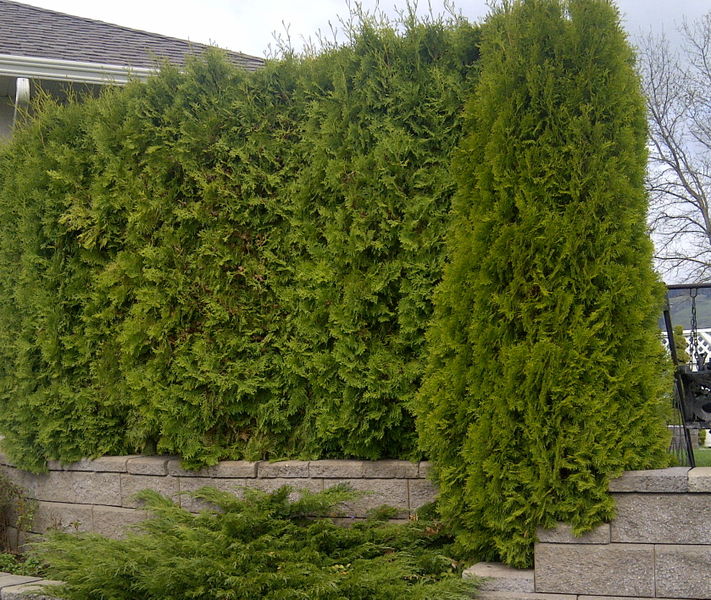 Thuja' Emerald Cedar