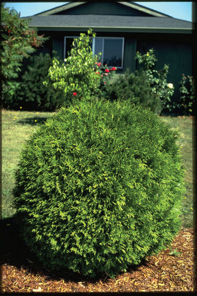 Thuja' Globe Cedar