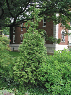 Thuja' Western Red Cedar