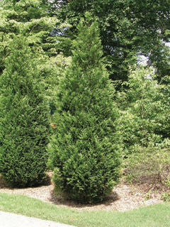 Thuja' Green Giant Cedar