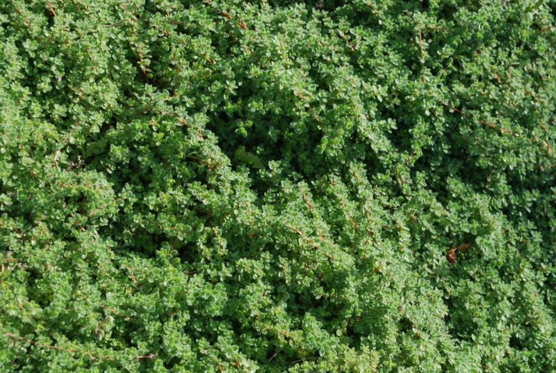 Thymus' Woolly Creeping Thyme