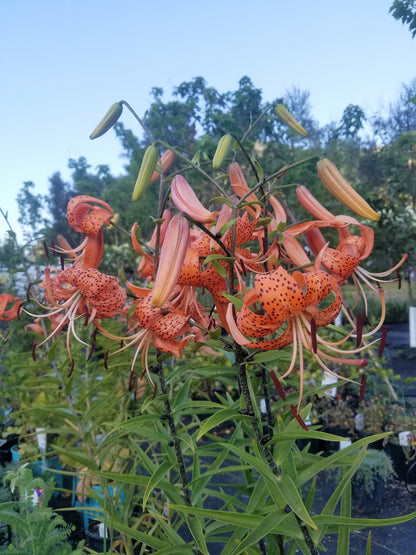 Lilium' Tiger Lily