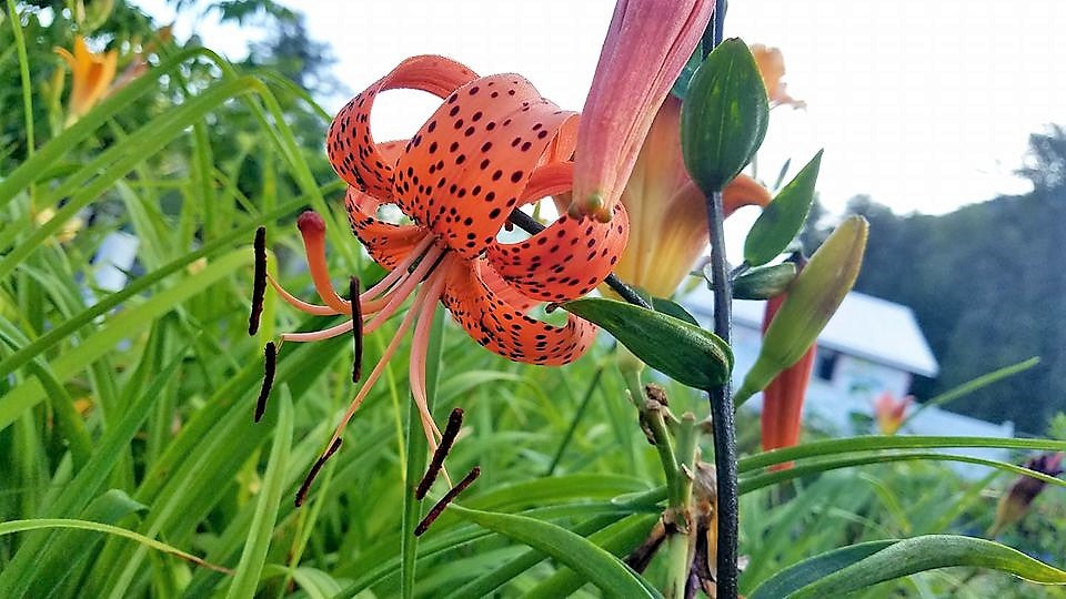 Lilium' Tiger Lily