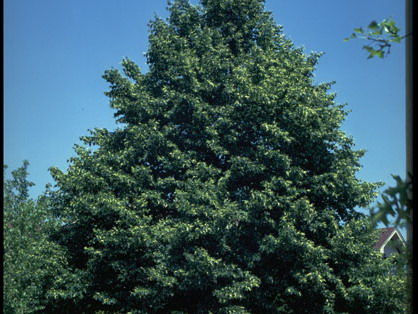 Tilia' Greenspire Linden Tree