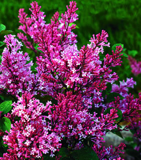 Syringa' Tinkerbelle® Lilac