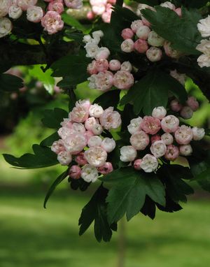 Crataegus' Toba Hawthorn Tree