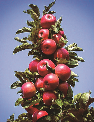 Malus' TreasuRed Columnar Apple Tree