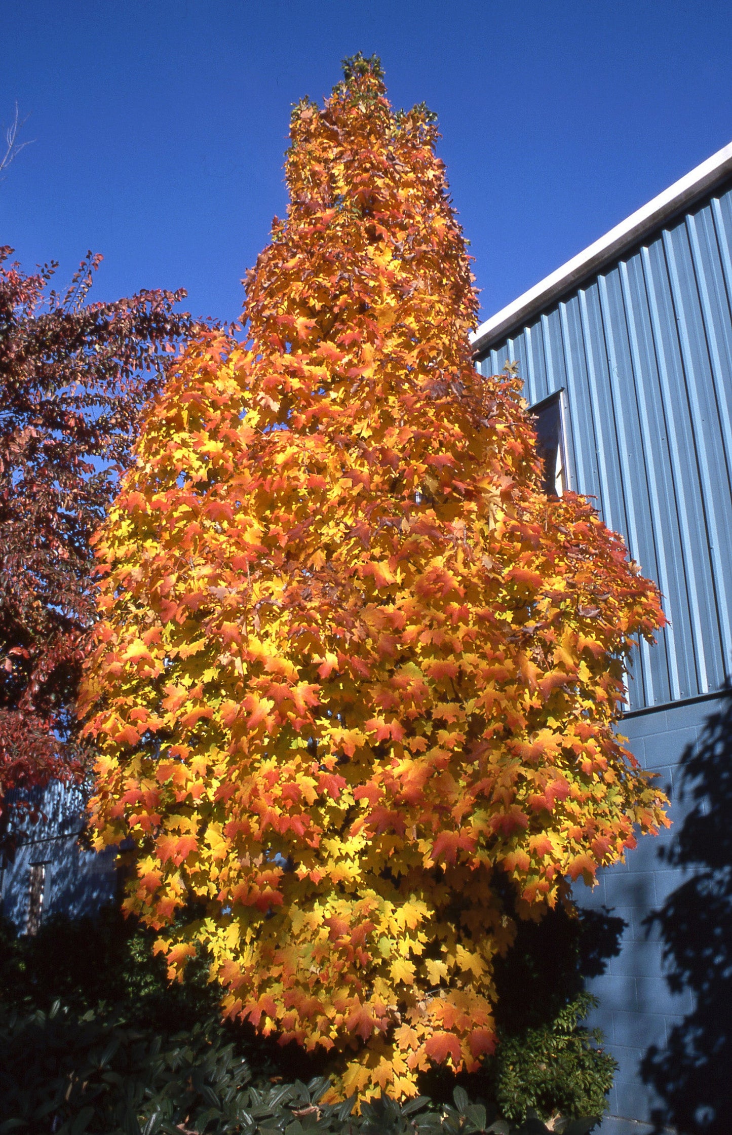 Acer' Sugar Cone Columnar Sugar Maple Tree