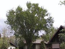 Ulmus' American Elm Tree