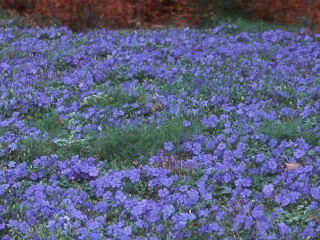 Vinca' Periwinkle, Myrtle