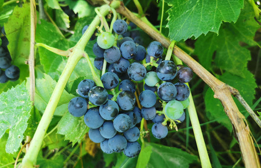 Vitis' Valiant Grape