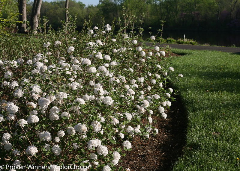 Viburnum' Korean Spice