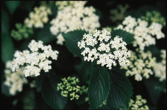 Viburnum' Autumn Jazz Arrowwood