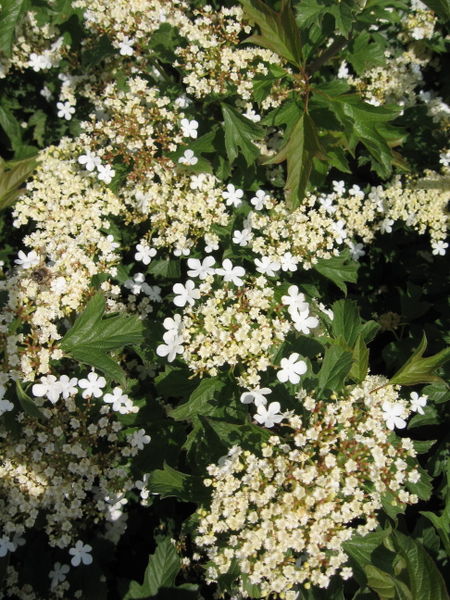 Viburnum' Compact European Cranberry