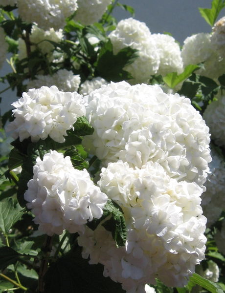 Viburnum' Common Snowball