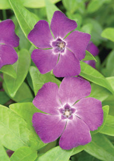 Vinca' Purple Periwinkle