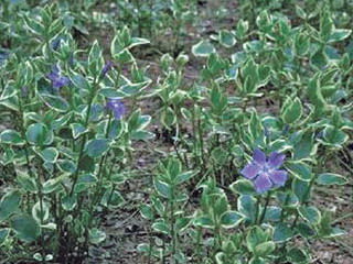 Vinca' Ralph Shugert Periwinkle