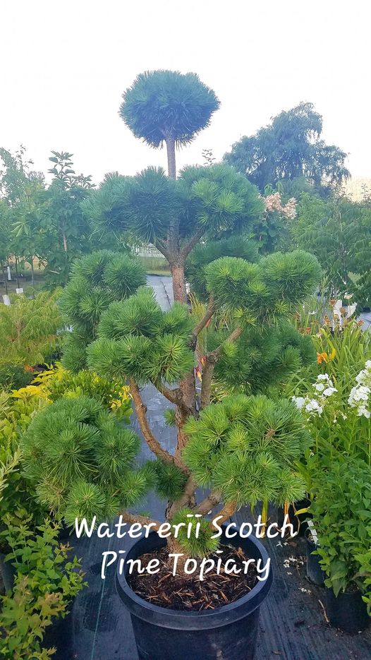 Pinus' Water's Scotch Pine Topiary