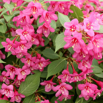 Weigela' Sonic Bloom® Pure Pink Weigela