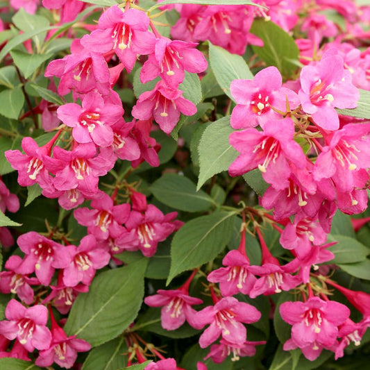 Weigela' Sonic Bloom® Pure Pink Weigela