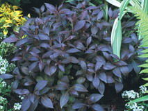 Weigela' Midnight Wine® Weigela