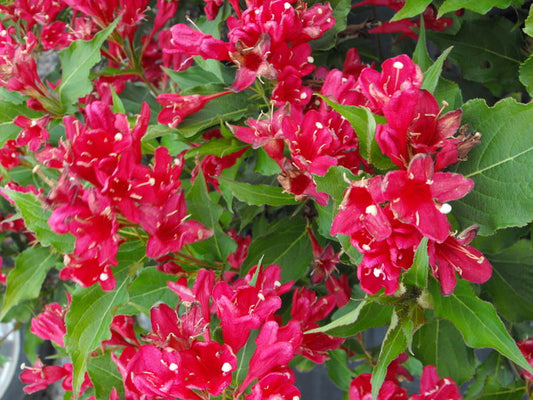 Weigela' Red Prince Weigela