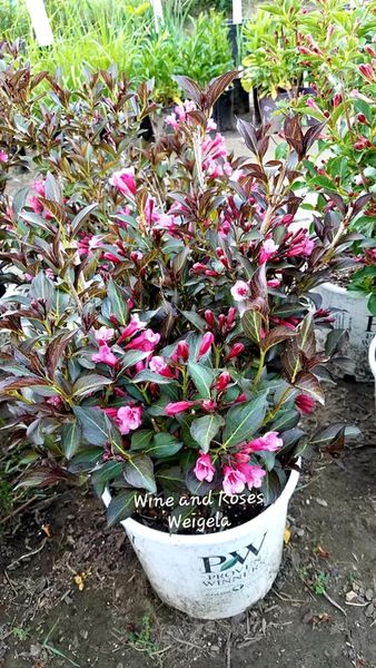 Weigela' Wine & Roses® Weigela