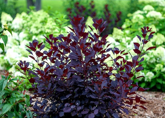 Cotinus' Winecraft Black® Smokebush