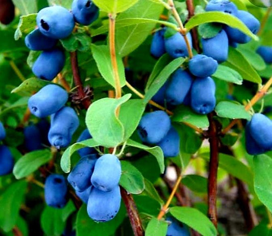 Lonicera' Yezberry Solo Honeyberry (Haskap)