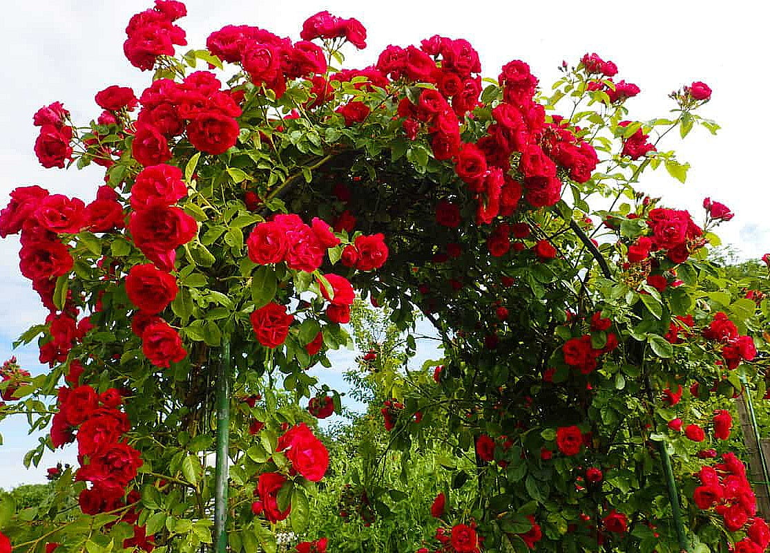 Rosa' Ramblin' Red® Climbing Rose