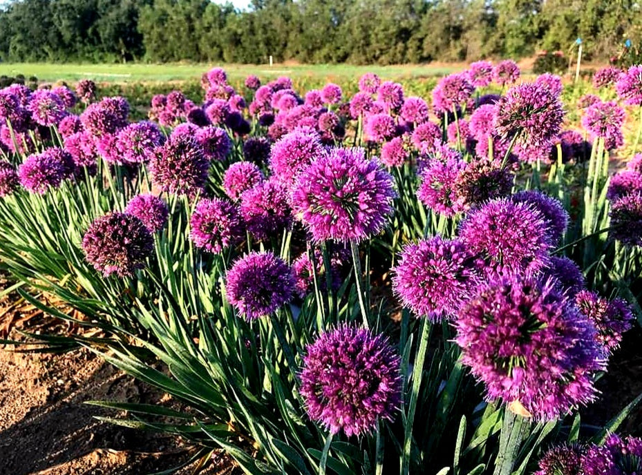 Allium' Lavender Bubbles