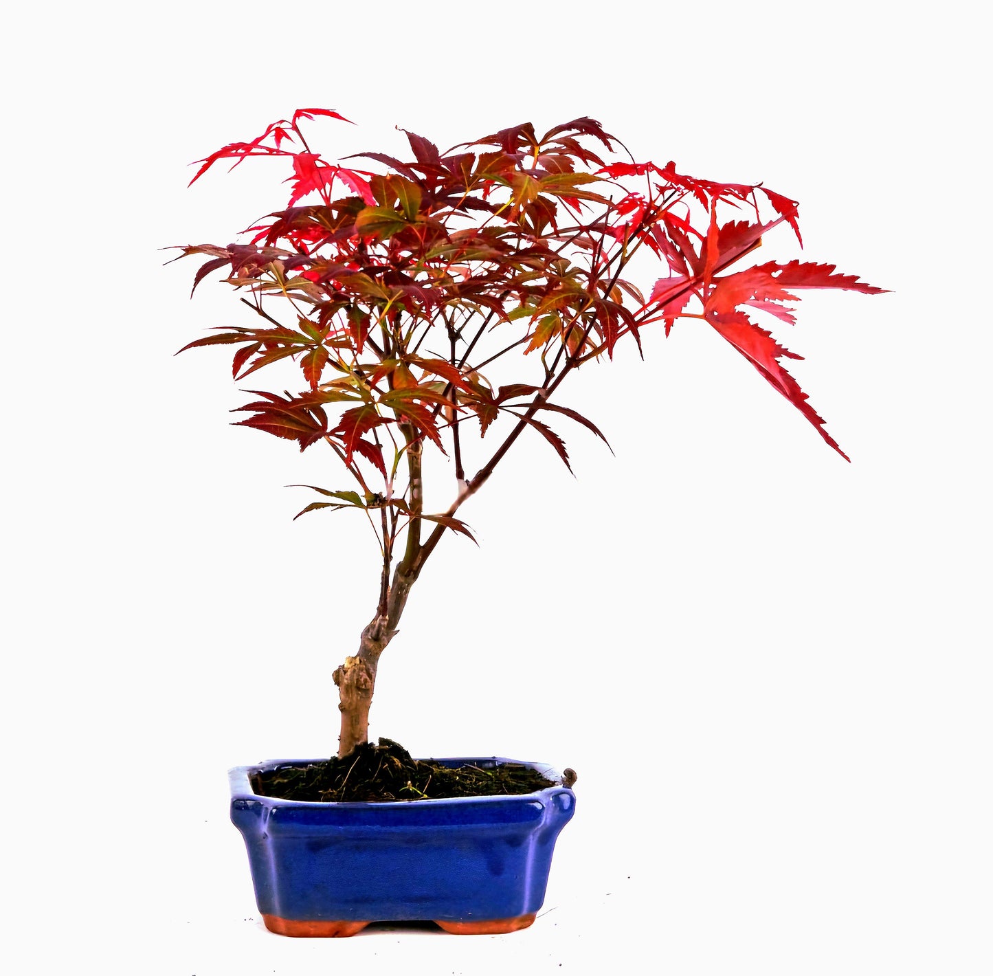 Acer' Bonsai Red Leaf Japanese Maple Tree