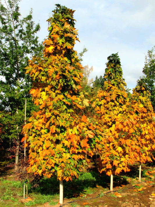 Acer' Sugar Cone Columnar Sugar Maple Tree