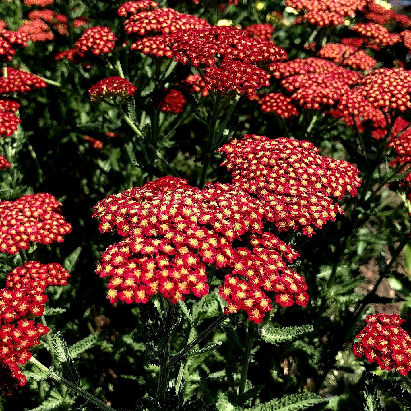 Achillea' Sassy Summer Sangria Yarrow