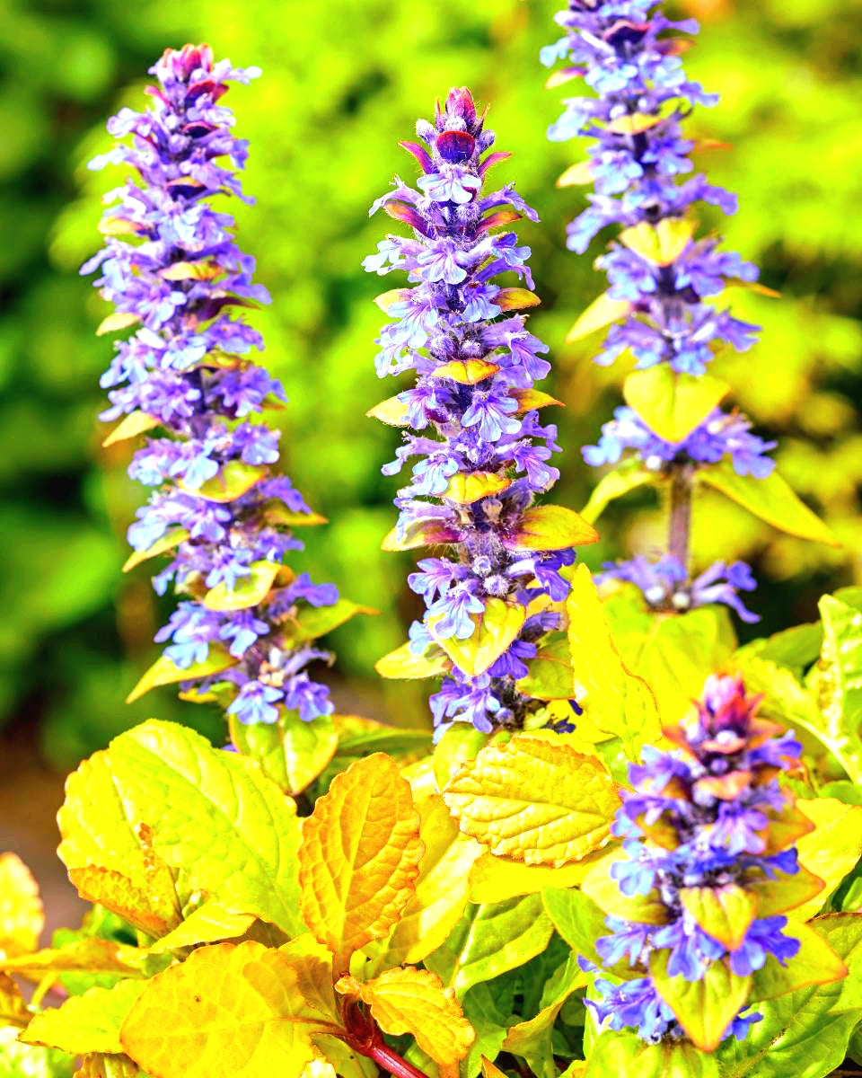 Ajuga' Tropical Toucan Bugleweed