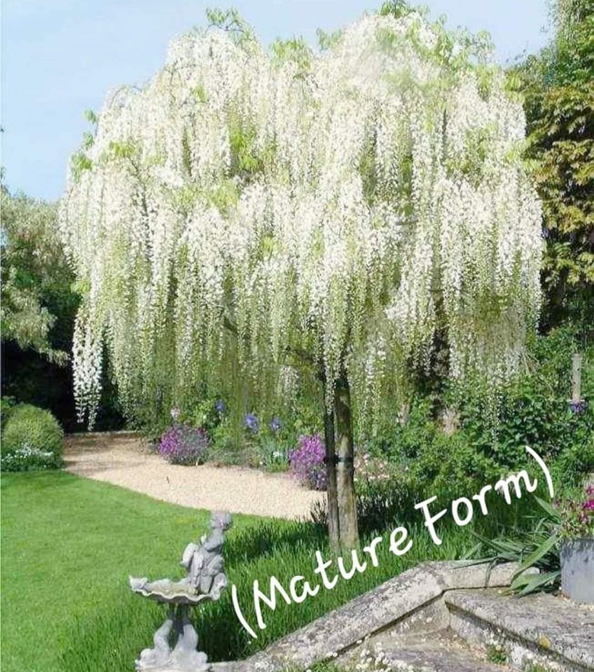 Wisteria' Alba Japanese Tree Wisteria