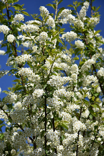 Prunus' Bailey's Select Shubert Tree