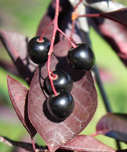 Prunus' Bailey's Select Shubert Tree