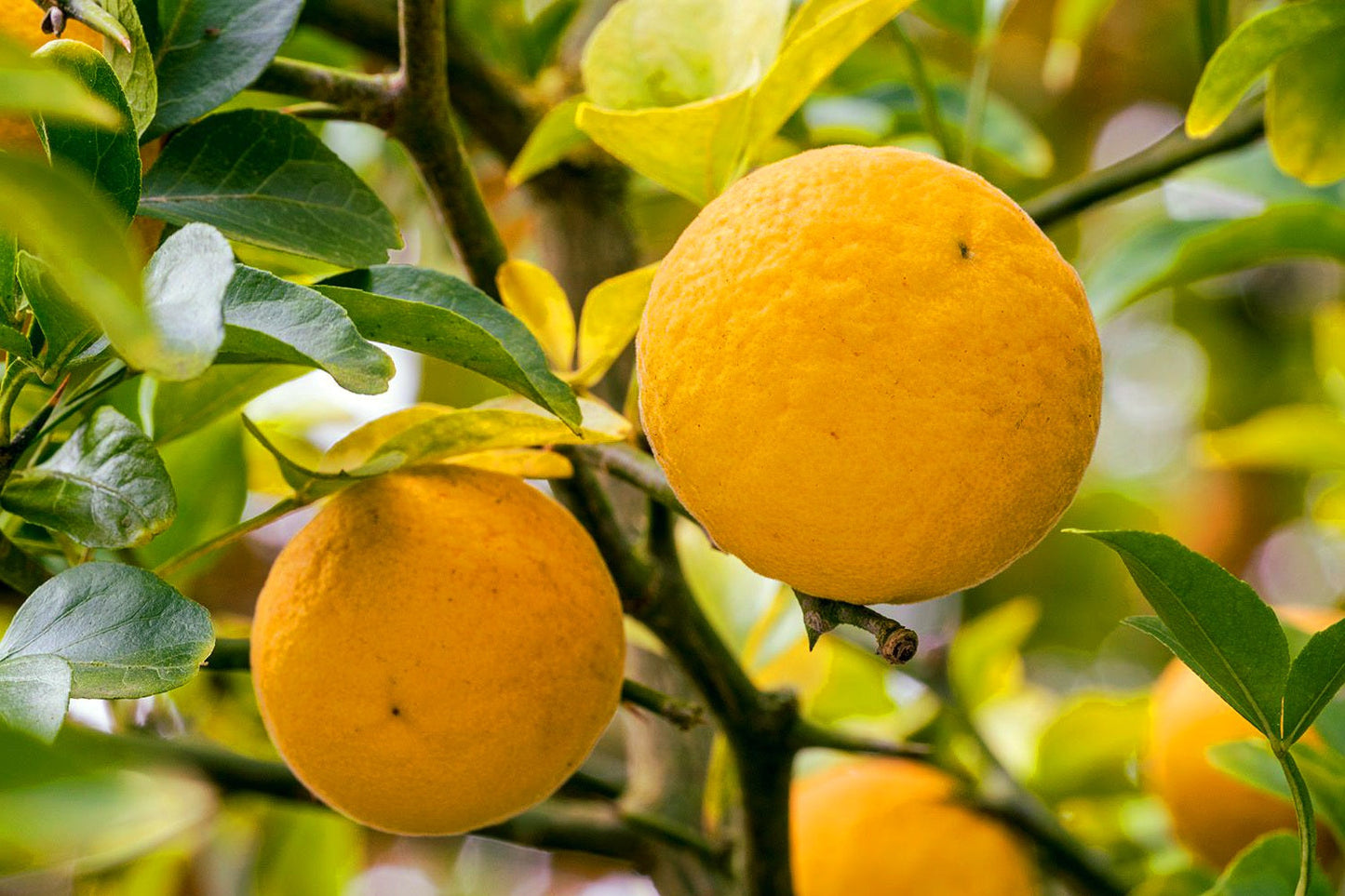 Citrus' Cold Hardy Orange Tree