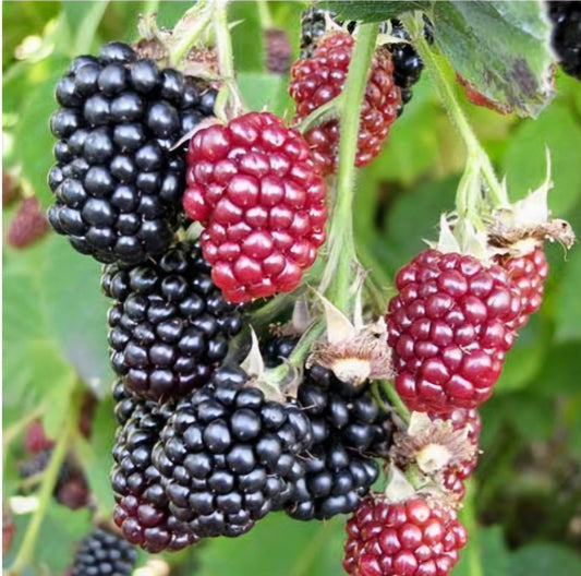 Rubus' Black Satin Thornless Blackberry