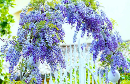 Wisteria' Blue Moon