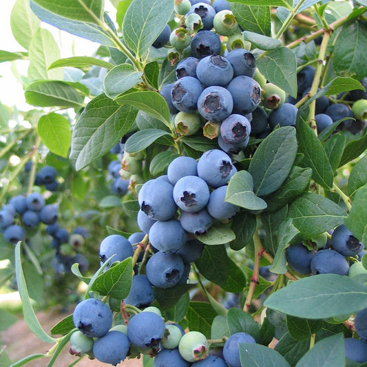 Vaccinium' Bluecrop Blueberry