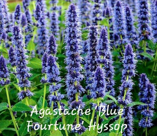 Agastache' Blue Fortune Hyssop