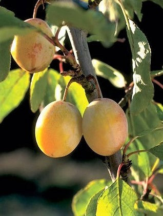 Prunus' Brookgold Plum Tree