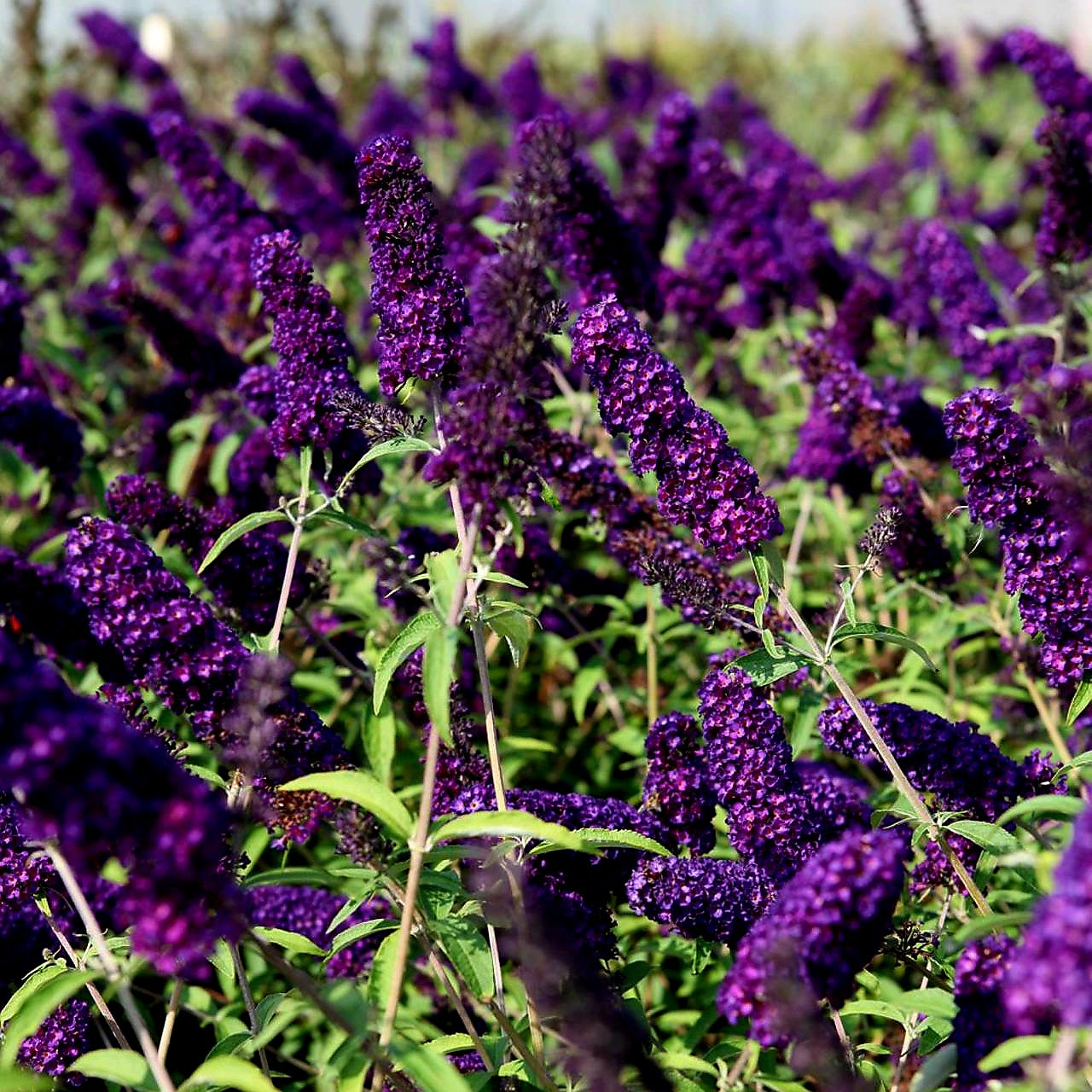 Buddleia' Groovy Grape™ Butterfly Bush