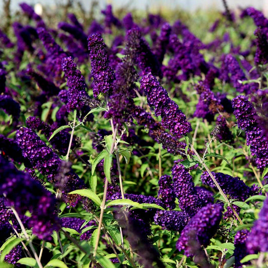 Buddleia' Groovy Grape™ Butterfly Bush