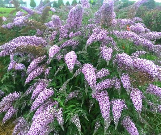 Buddleia' Grand Cascade Butterfly Bush