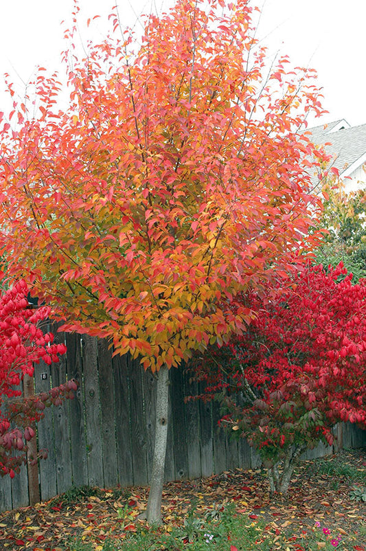 Carpinus' QuickScape Minis American Hornbeam Tree (Ironwood)