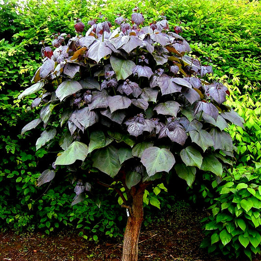 Catalpa' Purple Hybrid Catalpa Tree