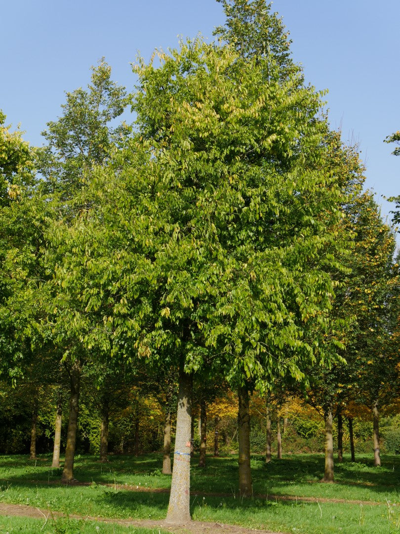 Celtis' QuickScape Minis Hackberry Tree